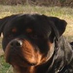 Robert Hicks - @rhickskennel - Instagram