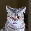 Robert Hinderer - @roberthinderer - TikTok