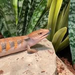 Steve Robert Leonardo Matt Irwin Hobgood - @steve_the_skink - Instagram