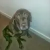 robert hodgkinson - @robert.hodgkinson6 - TikTok