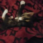 Robert Hoey - @bobrh20090 - Instagram