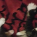 Robert hoey - @cats20090 - Instagram