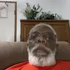 Robert Holmes - @robert.holmes50 - TikTok