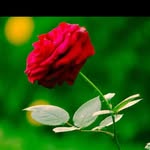 Robert Holte - @shailkhansahilka1 - Instagram
