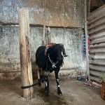 @honnali_robert - Instagram