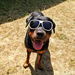 Robert C. Hooper - @dogs.rottweiler - Instagram