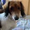 Presleys shop - @roberthoth - TikTok