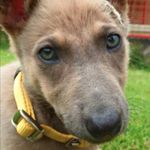 Robert howells - @robert_the_dog_walker - Instagram