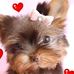 Robert Husson - Facebook