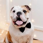 Robert - Bulldog Ingles - @robert_mybulldog - Instagram