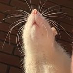 Robert Inglis - @bigcityratz - Instagram