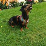 Robert Inglis - @millie_the_dachshund1 - Instagram