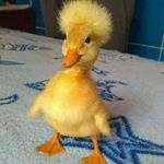 Robert Jacinto - @robert.jacinto.1656 - Instagram