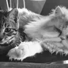 Robert Jacques - @robert.jacques1 - TikTok