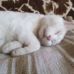 Valérie Robert-jeunehomme - @robertjeunehomme - Instagram