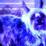 Robert SR Jiron - @robert.jiron - Instagram