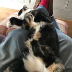 Robert jolin - @robjolinlovescats - Instagram