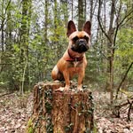 Robert Kamps - @bumper01072021 - Instagram