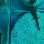 Robert Kane Deaton - @cha_dude_axolotls - Instagram