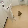 Robert_Keizer - @user46b3nmc5f36 - TikTok