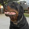 Róbert Kender - @robi.kender - TikTok