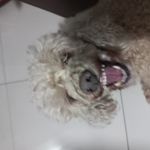 Titina ★ 🐕‍🦺 - @tita.robertitacheij_kevorkian - Instagram