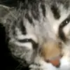 Robert Kieran 13 - @robert.kieran.13 - TikTok