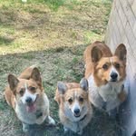 Robert, Kimmy & Kira 🐾 - @robertthecorgi - Instagram