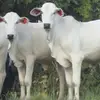 robertokimura6 - @robertokimura6 - TikTok