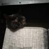kindle - @kindle.robertson - TikTok