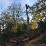 Robert Kinghorn - @rkinghorntreesurgery - Instagram