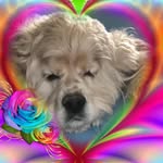 Robert Kirschner - @kirschner4573 - Instagram
