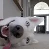 Robert Kotowski - @robert.kotowski7 - TikTok