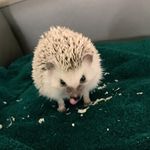Harris Robert Krogman - @harris_the_hedgie - Instagram