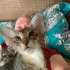 Rob - @robertkyzer - TikTok