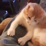 Robert Laningham - @robert.laningham - Instagram