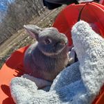 claudia F.L (Robert le lapin) - @robert_lelapin1 - Instagram