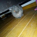 Robert Le Lapin - @lapinrobertle - Instagram