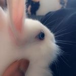 Robert🐰 - @robert_le_lapin - Instagram