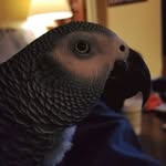 Robert Laraia - @robert.laraia.3 - Instagram