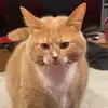 bleddenrobert - @bleddenrobert - TikTok