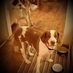Robert Leeper - @carolleeper - Instagram