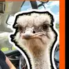 RobertLelliYT - @robertlelliyt - TikTok