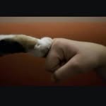 Роберт Ибятов - @robert_leopard - Instagram