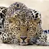 robertleopard735 - @robertleopard735 - TikTok