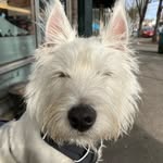 Robert the Bruce is Loose - @_bruce.westie_ - Instagram