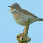 Robert Lorch - @birding_kraichgau - Instagram