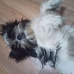 Robert Lorcha - @robertlorcha - Instagram