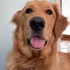 Robert Lorraine - @lockness.dogo - TikTok