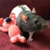 Robert Lusk - @robert.lusk6 - TikTok